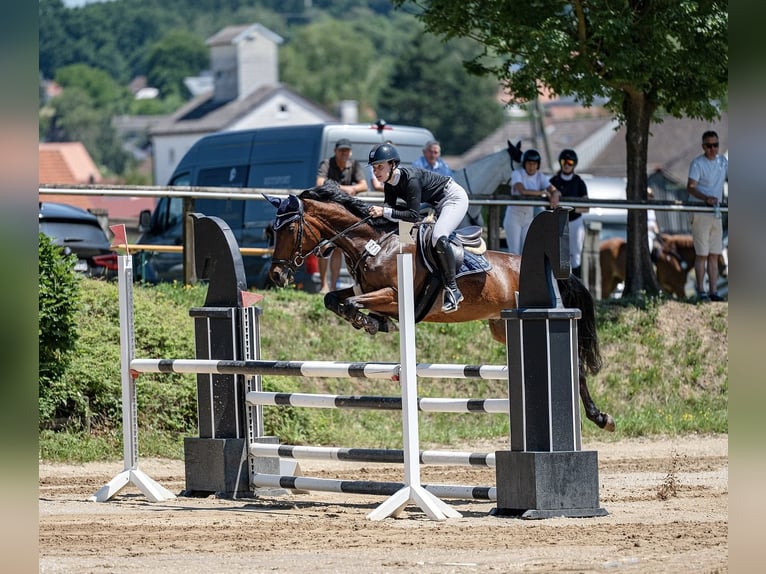 Ungarisches Sportpferd Wallach 8 Jahre 165 cm Brauner in Friedberg