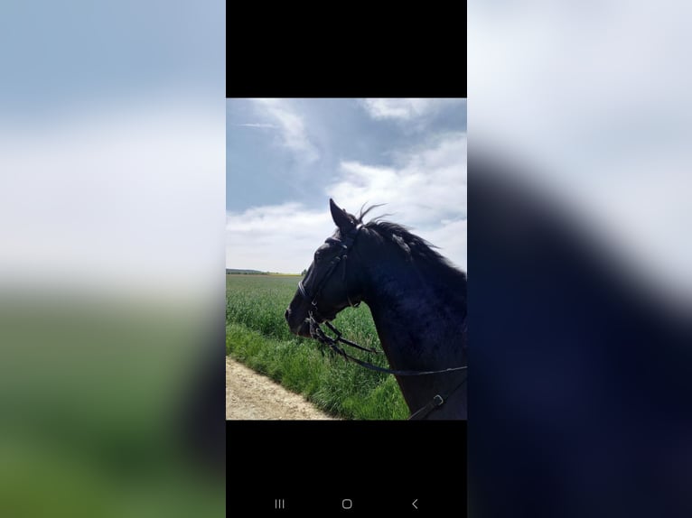 Ungarisches Sportpferd Wallach 8 Jahre 165 cm Rappe in Steindorf