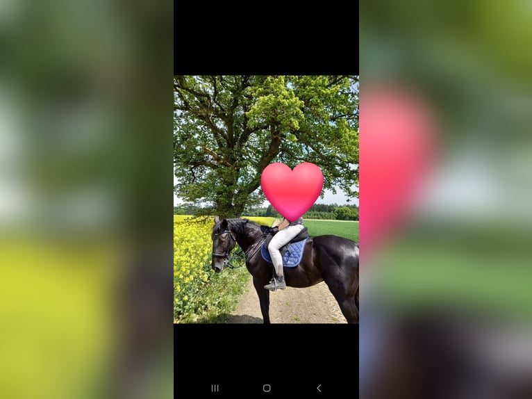 Ungarisches Sportpferd Wallach 8 Jahre 165 cm Rappe in Steindorf