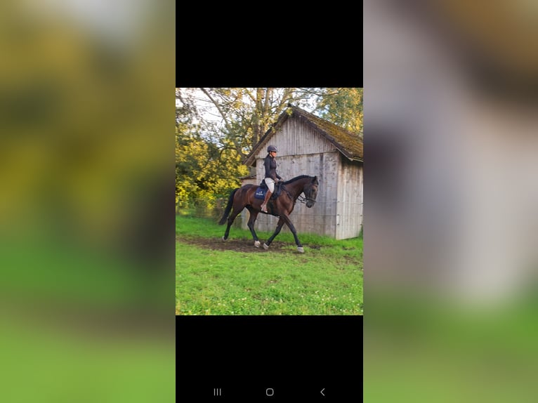 Ungarisches Sportpferd Wallach 8 Jahre 165 cm Rappe in Steindorf