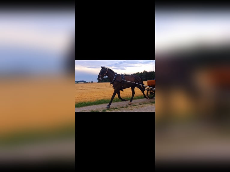 Ungarisches Sportpferd Wallach 8 Jahre 165 cm Rappe in Steindorf