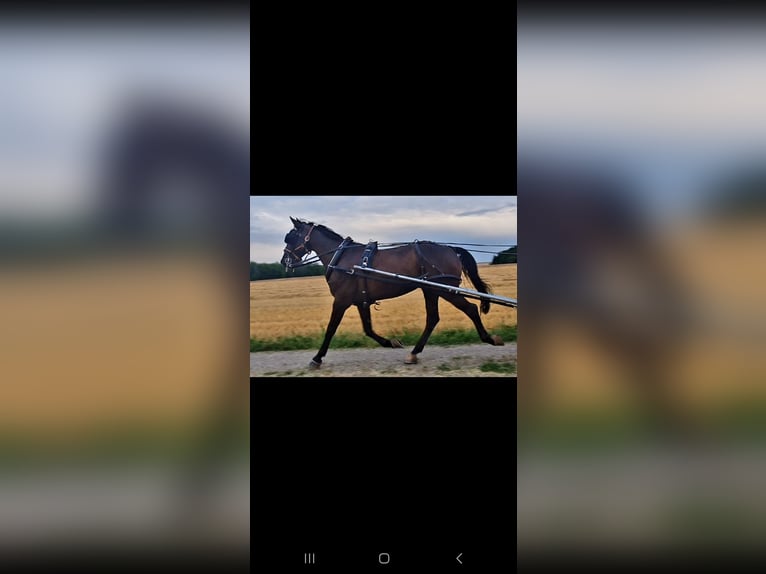 Ungarisches Sportpferd Wallach 8 Jahre 165 cm Rappe in Steindorf