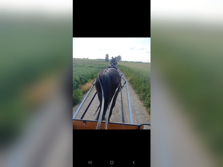 Ungarisches Sportpferd Wallach 8 Jahre 165 cm Rappe in Steindorf