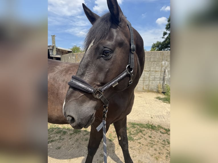 Ungarisches Sportpferd Wallach 8 Jahre 167 cm in Rheinbach