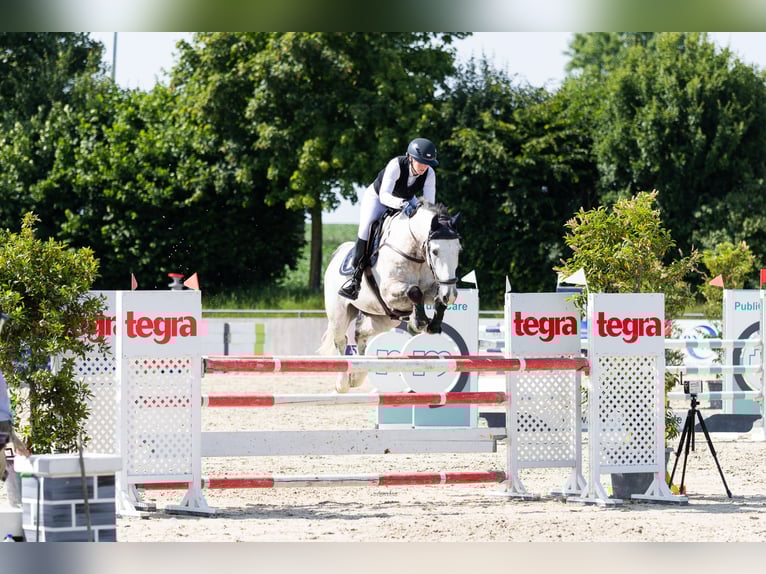 Ungarisches Sportpferd Wallach 8 Jahre 168 cm Apfelschimmel in Alfeld (Leine)