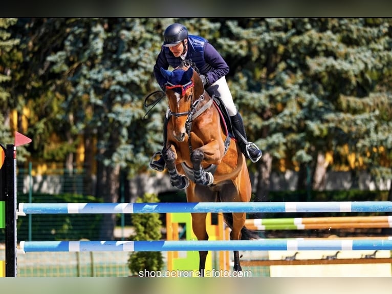 Ungarisches Sportpferd Wallach 8 Jahre 168 cm Brauner in Budapest