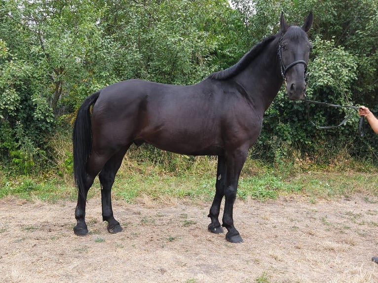 Ungarisches Sportpferd Wallach 8 Jahre 168 cm Rappe in Gerla Ungarisches Sportpferd Wallach 8 Jahre 168 cm Rappe in Gerla