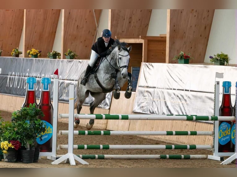 Ungarisches Sportpferd Wallach 8 Jahre 168 cm Schimmel in Radovljica