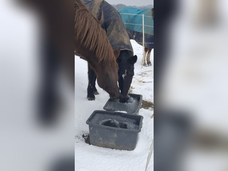 Ungarisches Sportpferd Mix Wallach 8 Jahre 170 cm Dunkelfuchs in Seelze Ungarisches Sportpferd Mix Wallach 8 Jahre 170 cm Dunkelfuchs in Seelze