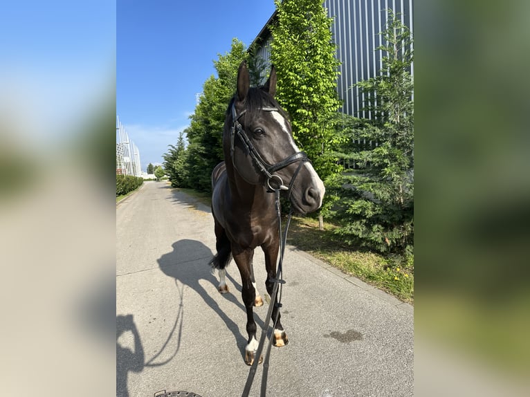 Ungarisches Sportpferd Wallach 8 Jahre 170 cm Rappe in Budapest