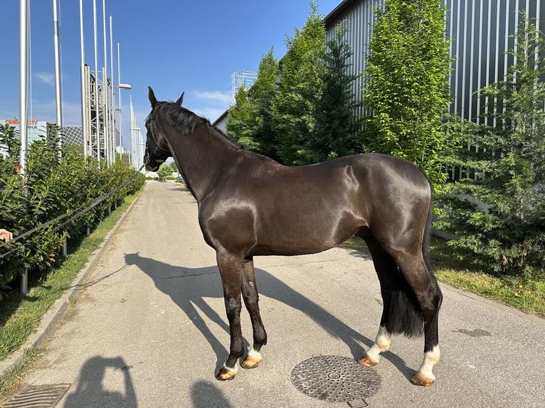 Ungarisches Sportpferd Wallach 8 Jahre 170 cm Rappe in Budapest
