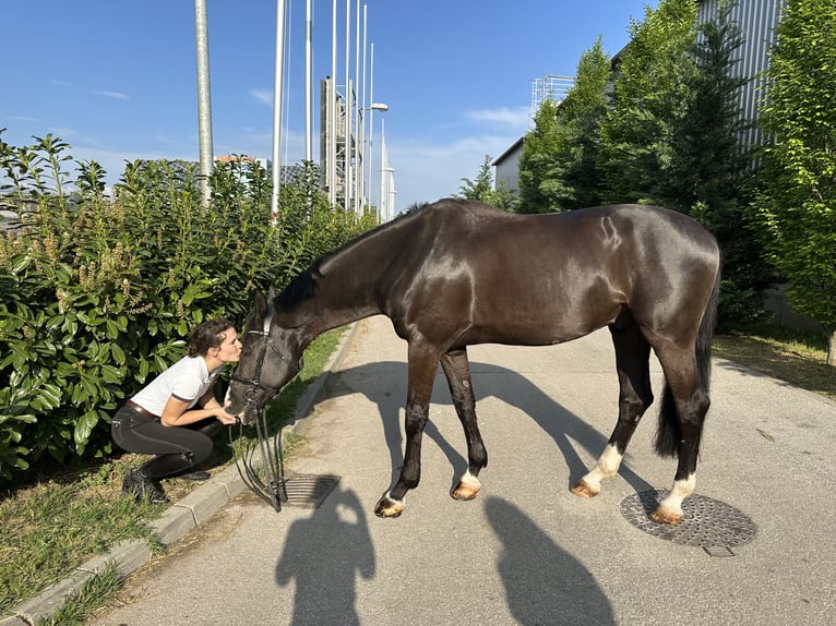 Ungarisches Sportpferd Wallach 8 Jahre 170 cm Rappe in Budapest