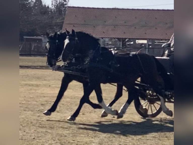 Ungarisches Sportpferd Wallach 8 Jahre 170 cm Rotbrauner in Tasd