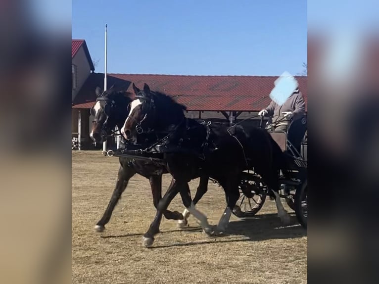 Ungarisches Sportpferd Wallach 8 Jahre 170 cm Rotbrauner in Tasd
