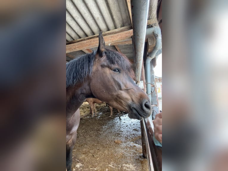 Ungarisches Sportpferd Wallach 9 Jahre 150 cm Brauner in St.Valentin