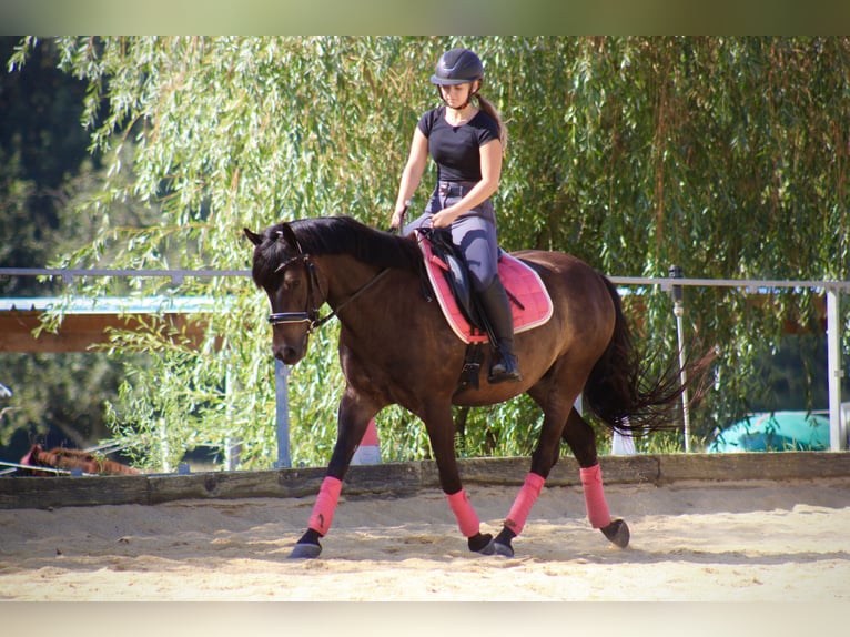 Ungarisches Sportpferd Wallach 9 Jahre 150 cm Brauner in st valentin