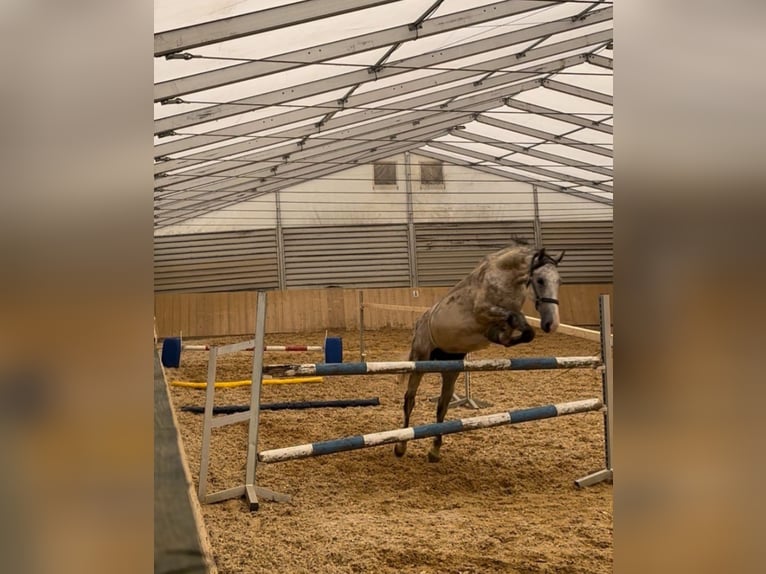 Ungarisches Sportpferd Wallach 9 Jahre 152 cm Apfelschimmel in Train