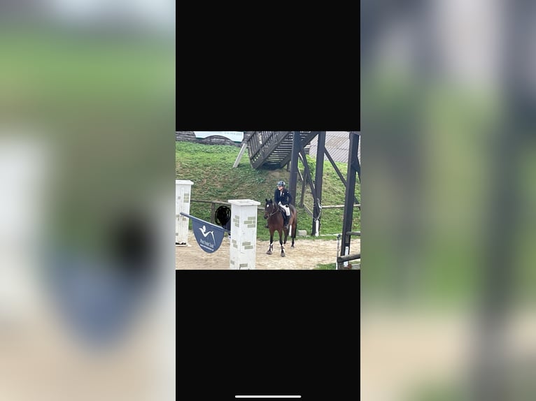 Ungarisches Sportpferd Mix Wallach 9 Jahre 154 cm Dunkelbrauner in Margarethen am Moos