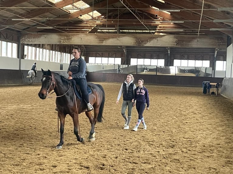 Ungarisches Sportpferd Mix Wallach 9 Jahre 154 cm Dunkelbrauner in Margarethen am Moos