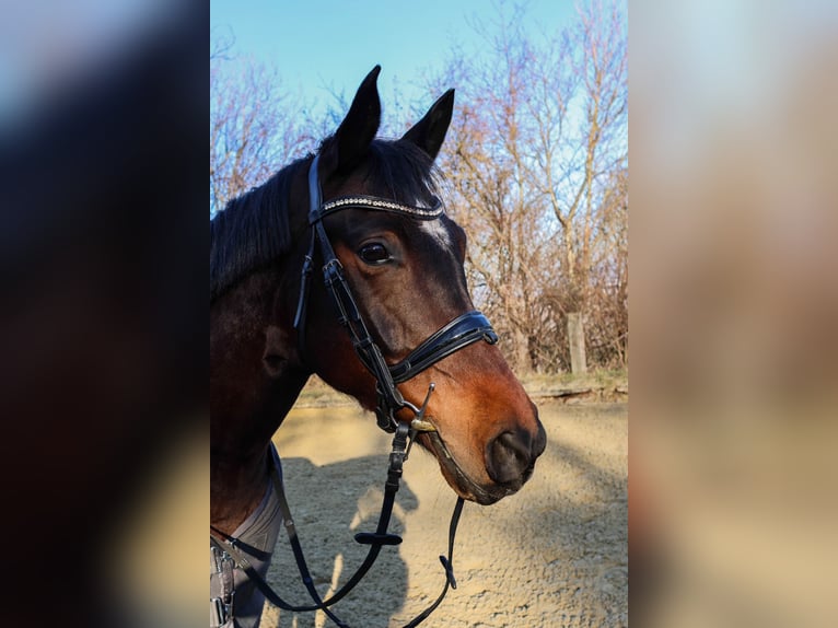 Ungarisches Sportpferd Mix Wallach 9 Jahre 154 cm Dunkelbrauner in Margarethen am Moos