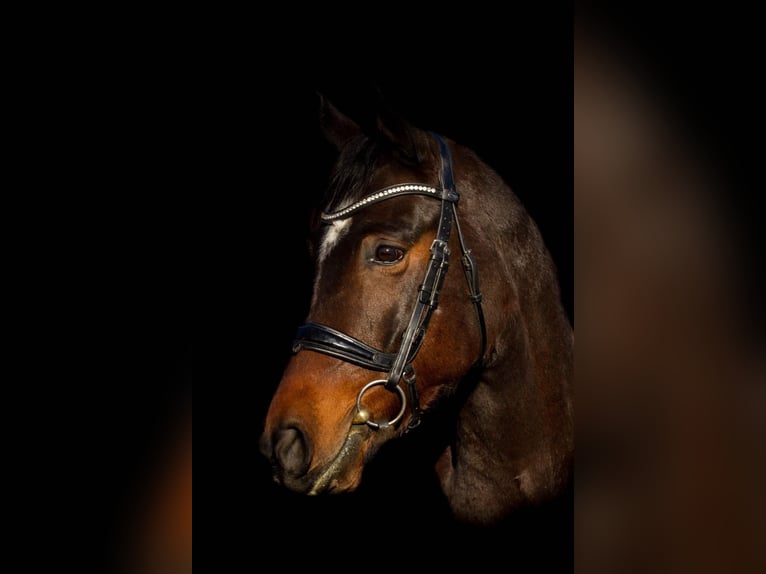 Ungarisches Sportpferd Mix Wallach 9 Jahre 154 cm Dunkelbrauner in Margarethen am Moos