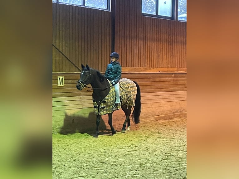 Ungarisches Sportpferd Mix Wallach 9 Jahre 154 cm Dunkelbrauner in Margarethen am Moos