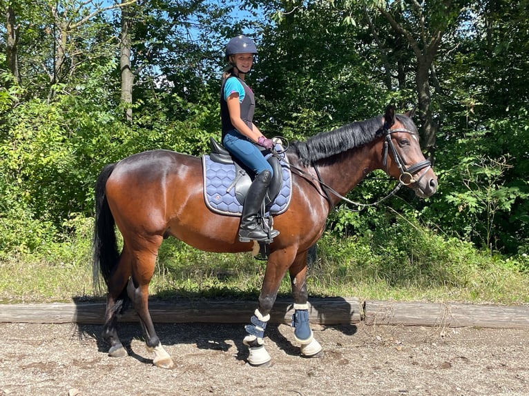 Ungarisches Sportpferd Mix Wallach 9 Jahre 154 cm Dunkelbrauner in Margarethen am Moos