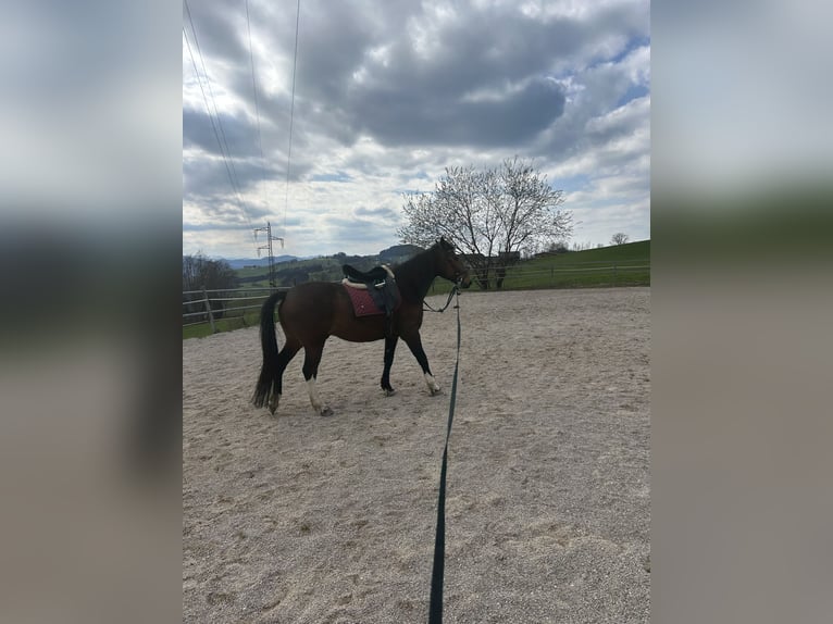 Ungarisches Sportpferd Wallach 9 Jahre 155 cm in Schadneramt