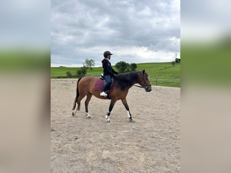 Ungarisches Sportpferd Wallach 9 Jahre 155 cm in Schadneramt