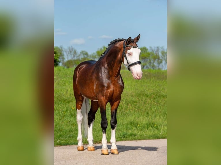 Ungarisches Sportpferd Mix Wallach 9 Jahre 155 cm Schecke in Lichtenau