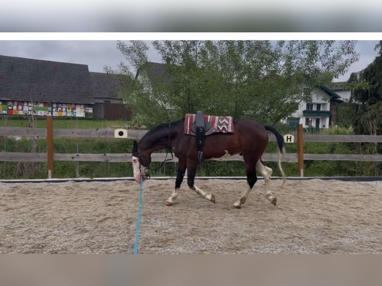 Ungarisches Sportpferd Mix Wallach 9 Jahre 155 cm Schecke in Lichtenau
