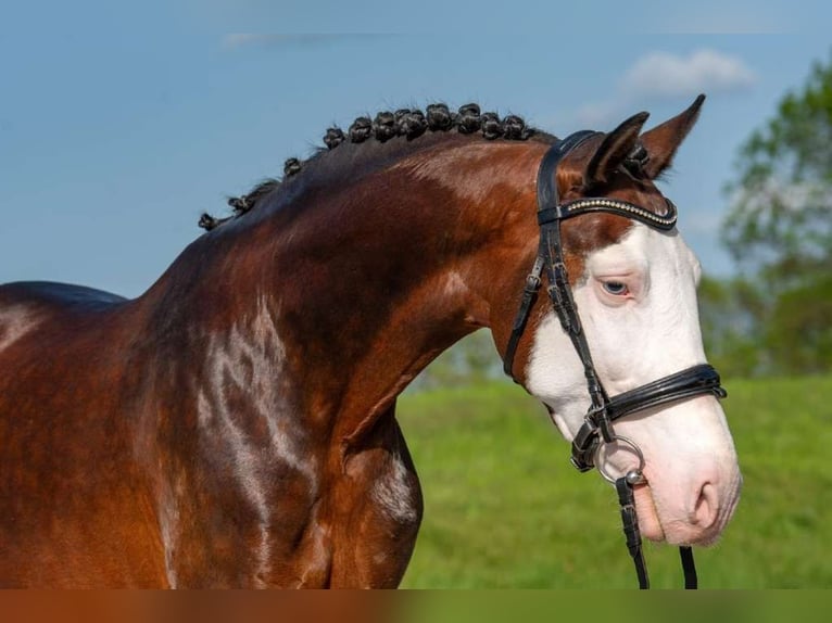 Ungarisches Sportpferd Mix Wallach 9 Jahre 155 cm Schecke in Lichtenau