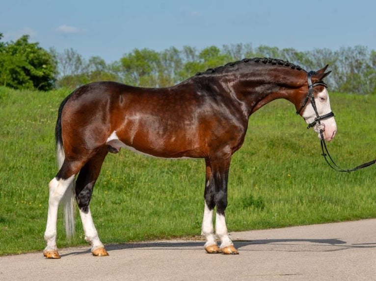 Ungarisches Sportpferd Mix Wallach 9 Jahre 155 cm Schecke in Lichtenau