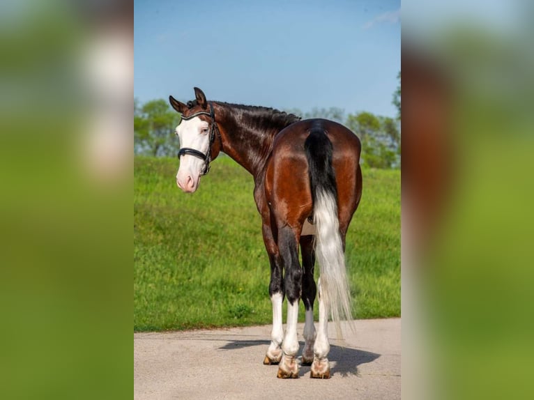 Ungarisches Sportpferd Mix Wallach 9 Jahre 155 cm Schecke in Lichtenau
