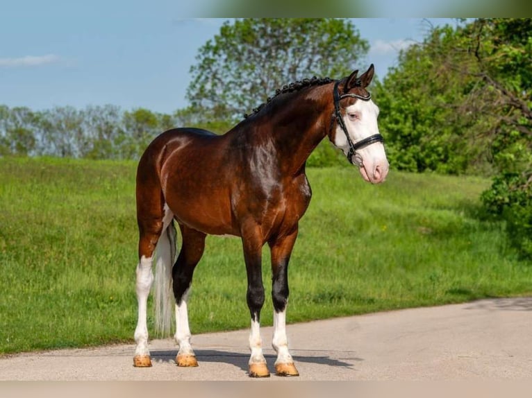 Ungarisches Sportpferd Mix Wallach 9 Jahre 155 cm Schecke in Lichtenau