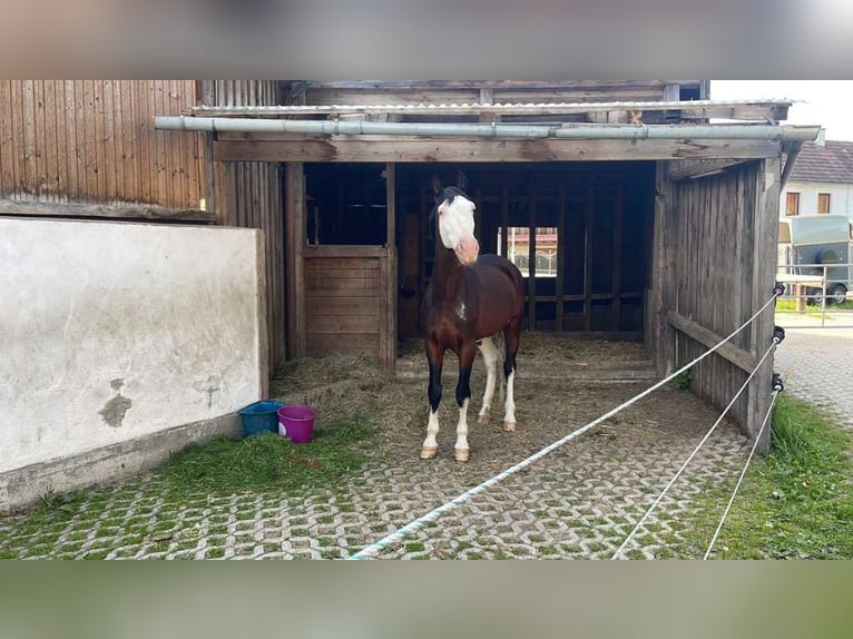 Ungarisches Sportpferd Mix Wallach 9 Jahre 155 cm Schecke in Lichtenau