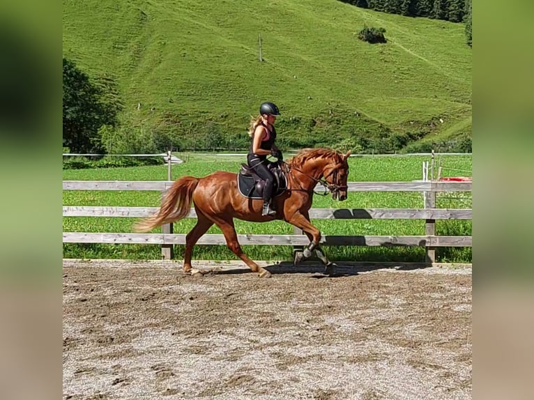 Ungarisches Sportpferd Wallach 9 Jahre 163 cm Fuchs in Hüttschlag