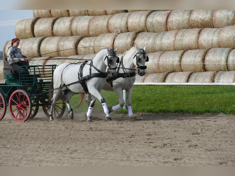 Ungarisches Sportpferd Wallach 9 Jahre 163 cm Schimmel in Ganschow