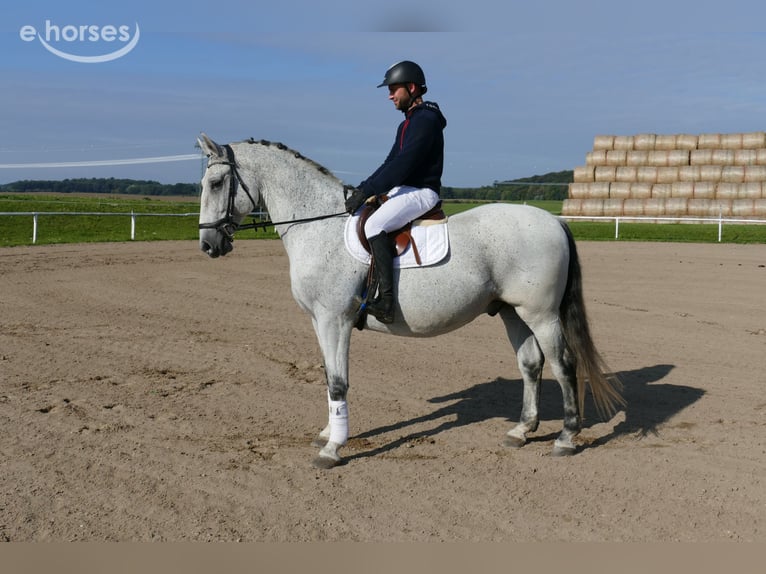 Ungarisches Sportpferd Wallach 9 Jahre 164 cm Schimmel in Ganschow