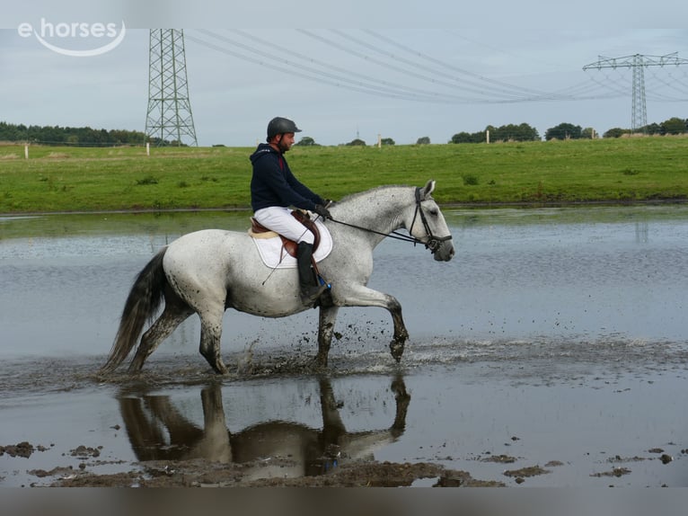 Ungarisches Sportpferd Wallach 9 Jahre 164 cm Schimmel in Ganschow