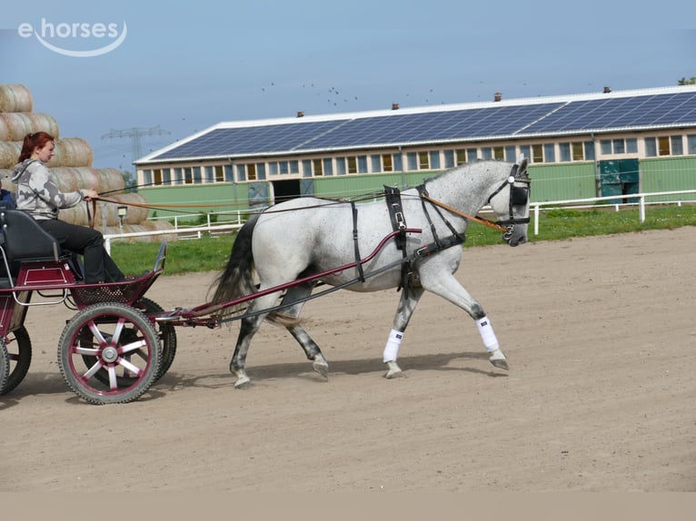 Ungarisches Sportpferd Wallach 9 Jahre 164 cm Schimmel in Ganschow