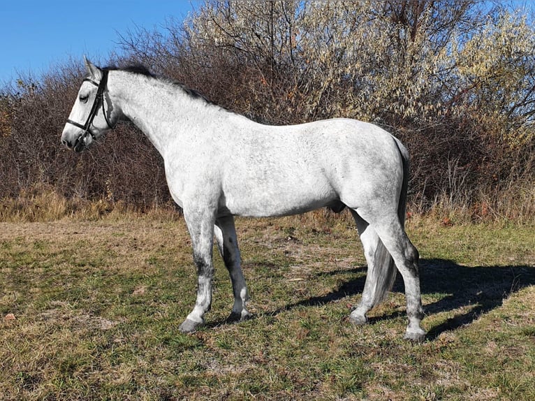 Ungarisches Sportpferd Mix Wallach 9 Jahre 164 cm Schimmel in Kismarja