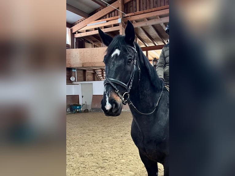 Ungarisches Sportpferd Wallach 9 Jahre 165 cm Rappe in Petting
