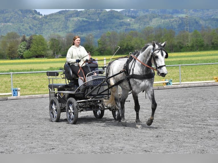 Ungarisches Sportpferd Mix Wallach 9 Jahre 168 cm Apfelschimmel in Satteins