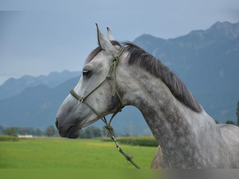 Ungarisches Sportpferd Mix Wallach 9 Jahre 168 cm Apfelschimmel in Satteins