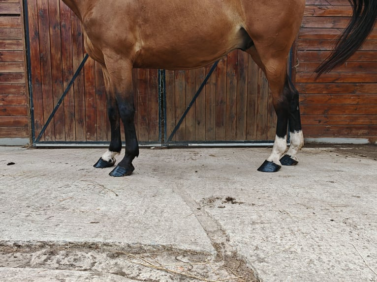 Ungarisches Sportpferd Wallach 9 Jahre 171 cm Brauner in Kaulille