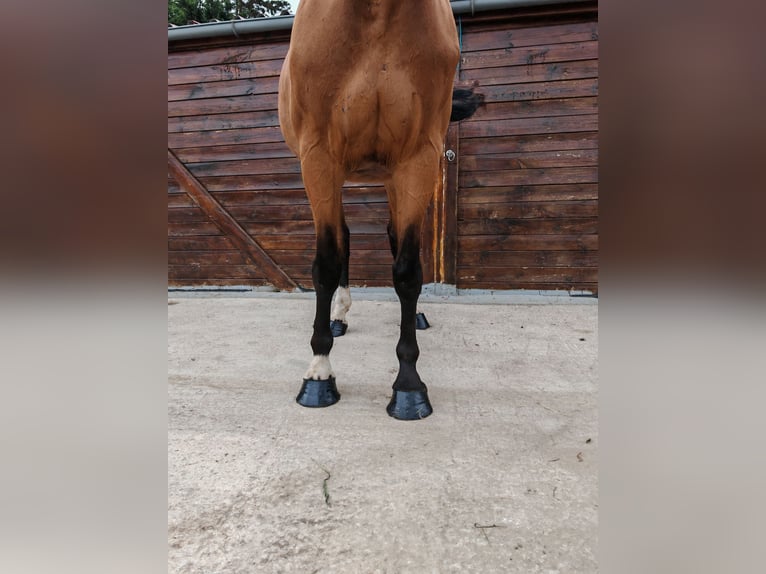 Ungarisches Sportpferd Wallach 9 Jahre 171 cm Brauner in Kaulille