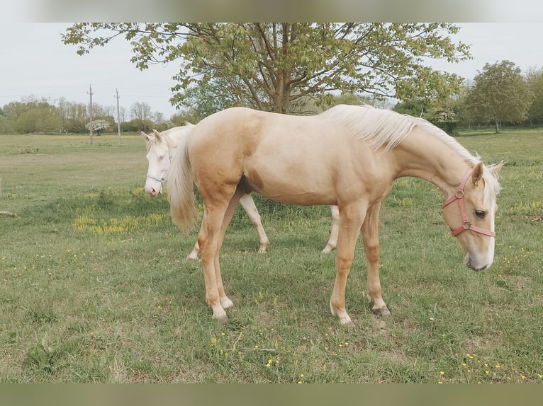 Ungarisches Sportpferd Wallach Fohlen (01/2026) 157 cm Palomino in Marcali