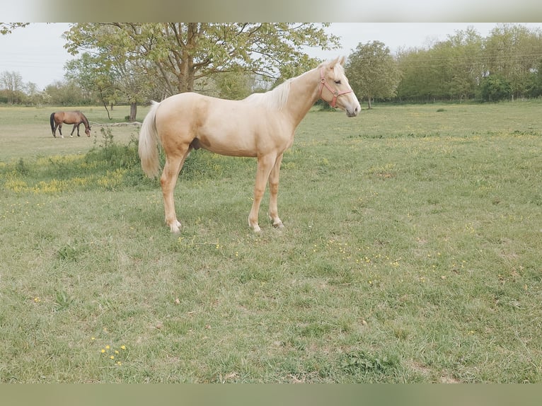 Ungarisches Sportpferd Wallach Fohlen (01/2026) 157 cm Palomino in Marcali
