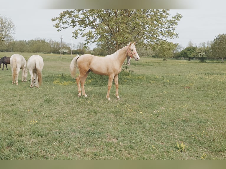 Ungarisches Sportpferd Wallach Fohlen (01/2026) 157 cm Palomino in Marcali